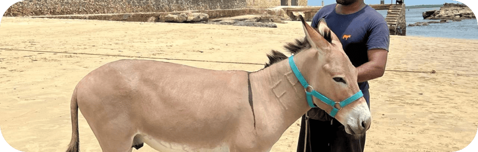 Donkey on the beach